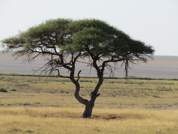 Foto baum auf dem feld gegen den himmel