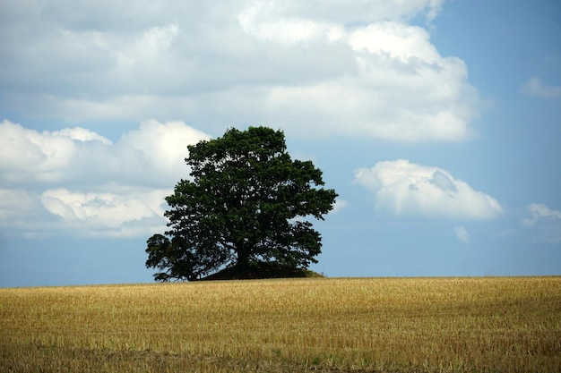 Baum auf dem Feld gegen den Himmel