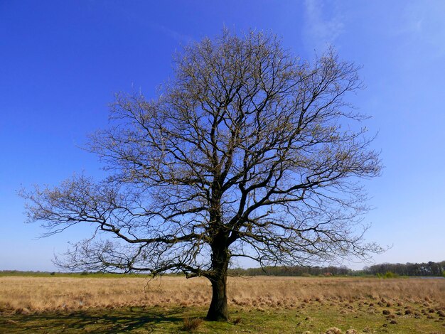 Baum auf dem Feld gegen den Himmel