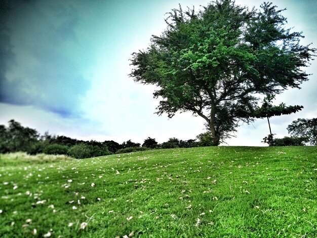 Baum auf dem Feld gegen den Himmel