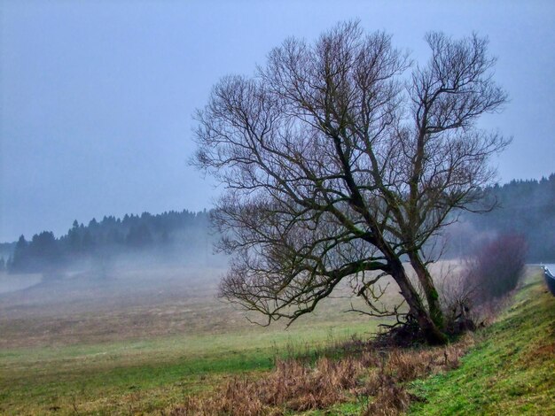 Foto baum auf dem feld gegen den himmel