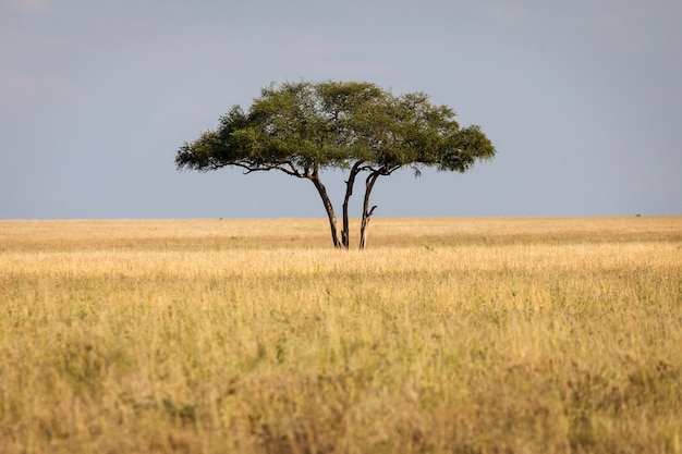 Foto baum auf dem feld gegen klaren himmel