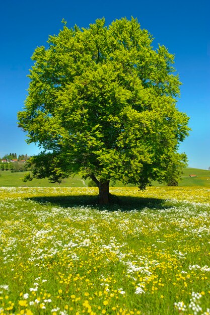 Foto baum auf dem feld gegen klaren himmel