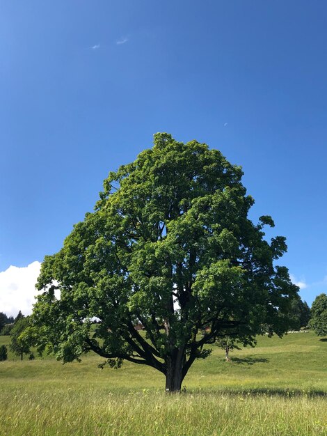 Baum auf dem Feld gegen klaren Himmel