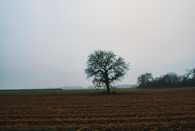 Baum auf dem Feld gegen klaren Himmel