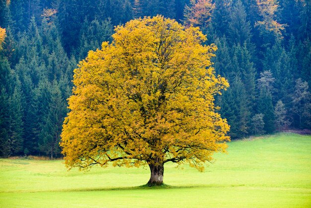 Foto baum auf dem feld im herbst