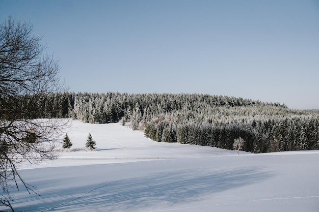 Baum auf dem Feld im Winter