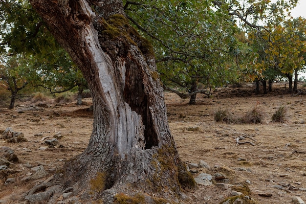 Baum auf dem Gebiet mit einem Loch in seinem Stamm