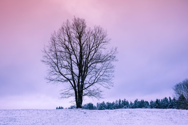 Baum auf dem schneebedeckten Feld bei Sonnenaufgang