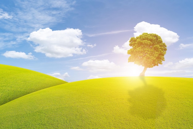 Baum auf der grünen Wiese, die Sonne scheint durch einen Baum auf einer grünen Wiese