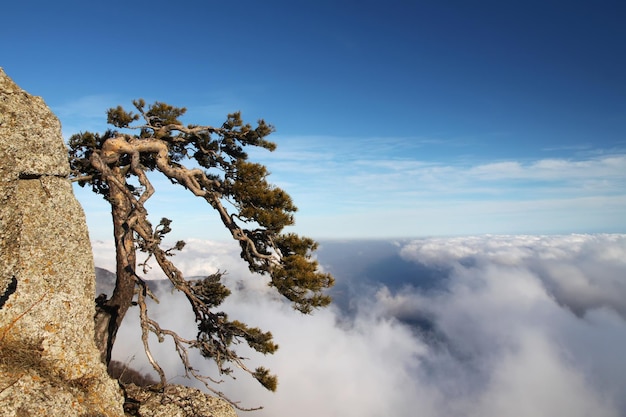 Baum auf der Klippe im Berg