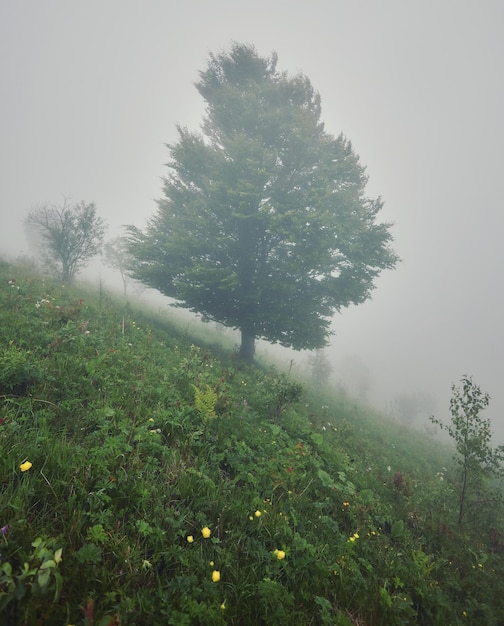 Baum auf der Wiese im Nebel