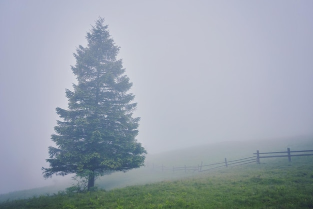 Baum auf der Wiese im Nebel