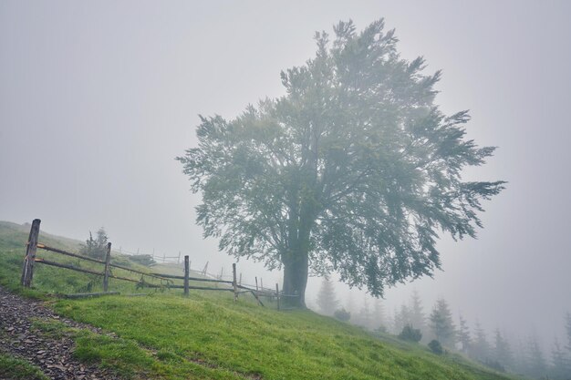 Baum auf der Wiese im Nebel