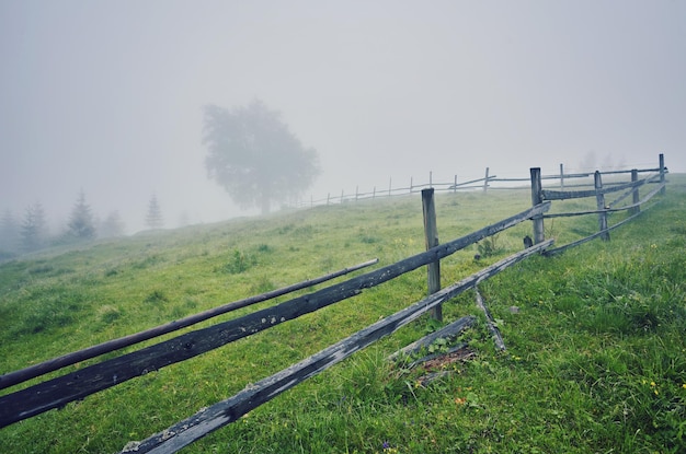 Baum auf der Wiese im Nebel