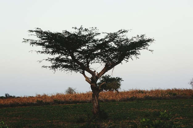 Foto baum auf einem grasbewachsenen feld