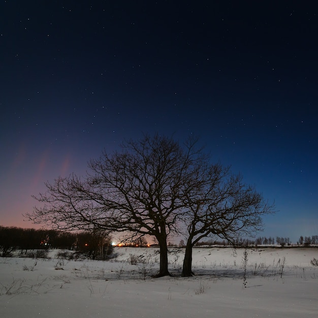 Baum auf einem Hintergrund des Nachtsternhimmels im Winter.