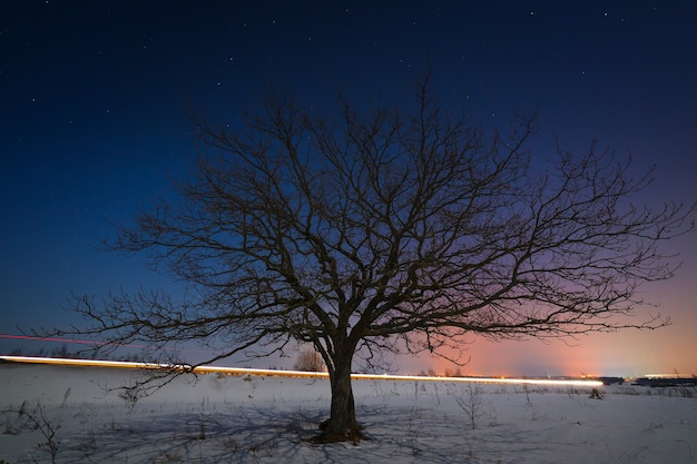 Baum auf einem Hintergrund des Nachtsternhimmels im Winter.