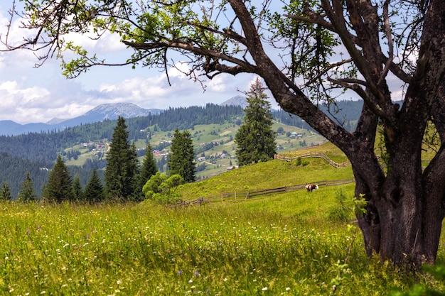 Baum auf einem Hügel