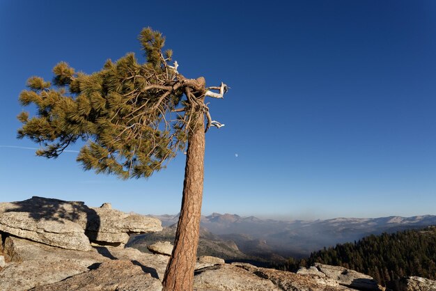 Foto baum auf felsen gegen klaren blauen himmel