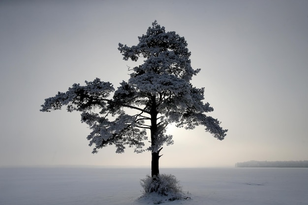 Foto baum auf schneebedecktem land gegen den himmel