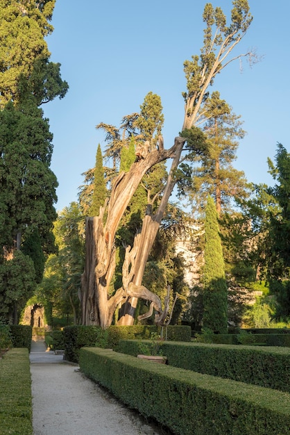 Baum auf Villa D'este an einem Sommertag