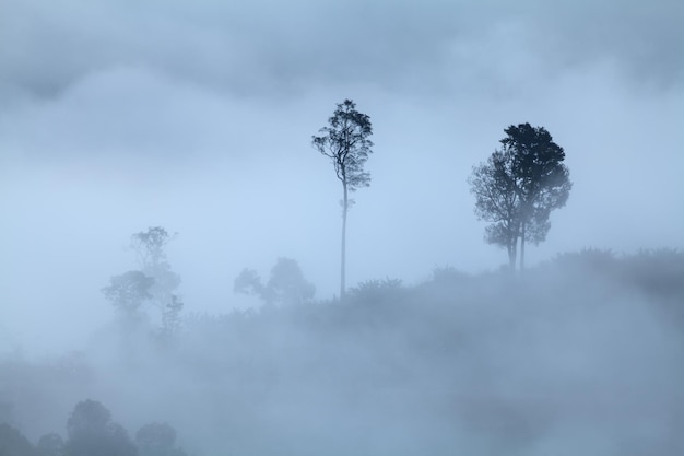 Baum auf Wiese bei Sonnenaufgang und Nebel