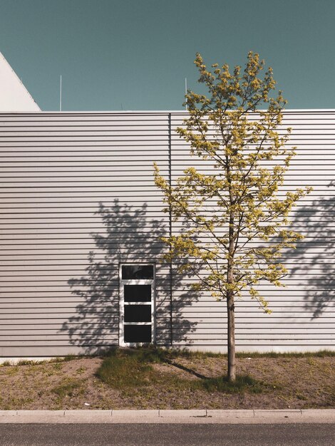 Baum außerhalb des Gebäudes gegen den Himmel