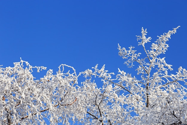 Baum bedeckt mit Reif auf blauem Hintergrund