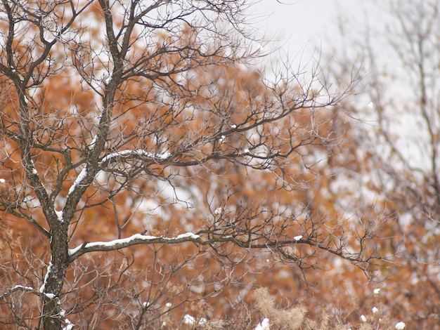 Baum bedeckt mit weißem Schnee vor einem verschwommenen Hintergrund