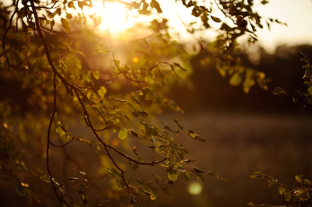 Baum bei Sonnenuntergang