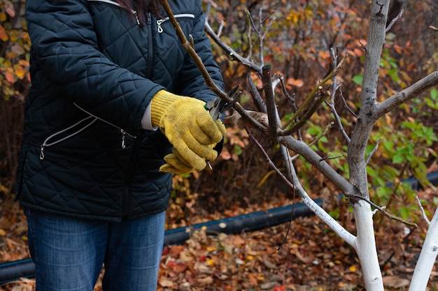 Baum beschneiden auf saisonalem Hintergrund Nahaufnahme eines Gärtners in Handschuhen und mit Gartenschere, der Äste w...