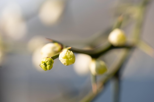 Baum blühender Stachelzweig Nahaufnahme Vorfrühlingsblume auf verschwommenem Hintergrund