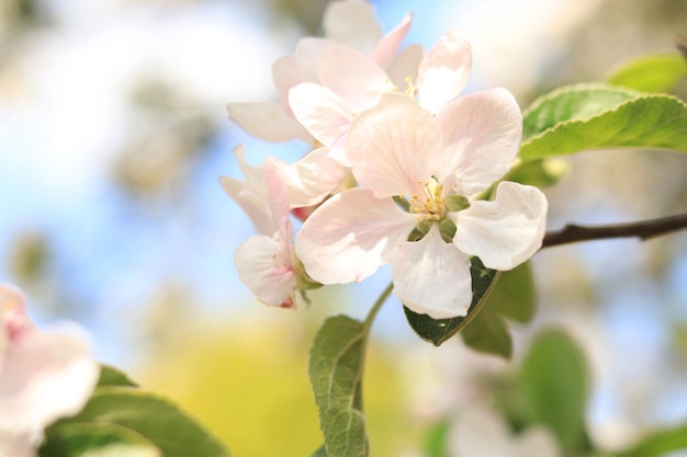 Baum blüht im Frühling mit weißen Blumen, natürlicher Hintergrund. Weiße Blumen schließen selektiven Fokus