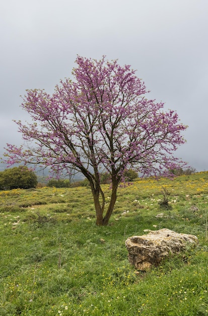 Baum Cercis blüht mit rosa Blüten