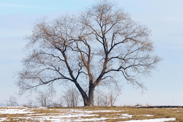 Baum, der auf einem Feld mit schmelzendem Schnee steht Frühlingslandschaft.