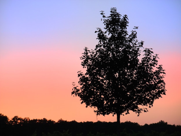 Baum, der durch Sonnenuntergangshimmel umrissen wird