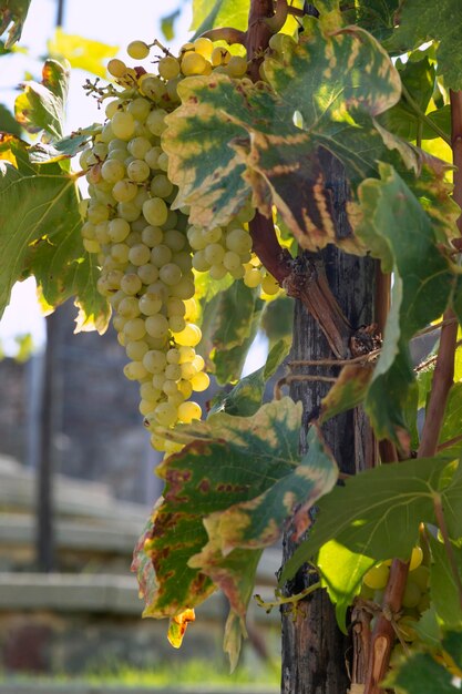 Foto baum, der im weinberg wächst