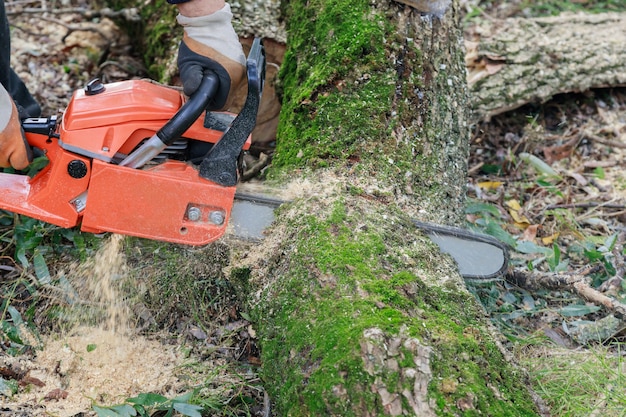 Baum, der mit einer großen Kettensäge fällt, die in Baumstamm-Bewegungsunschärfe von Sägemehl schneidet und einen entwurzelten gebrochenen Baum zersplittert, der während eines heftigen Sturms vom Wind zerrissen wird