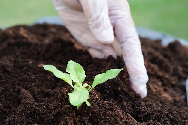 Baum, der mit Hand wächst Öko-Tag der Erde rette die Welt rette die Erde, werde grün