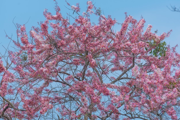 Baum der rosafarbenen Blume