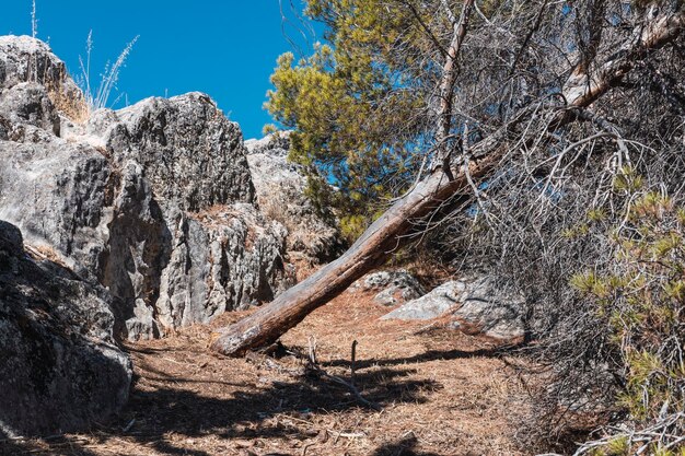 Baum, der sich zwischen Felsen lehnt