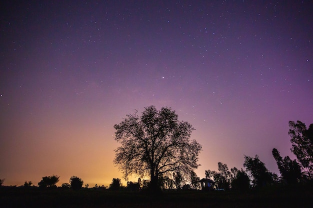 Baum des Jupiter