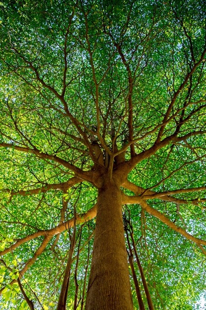 Baum Färbung Zweige schön.