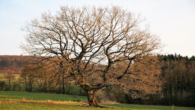 Foto baum gegen den himmel