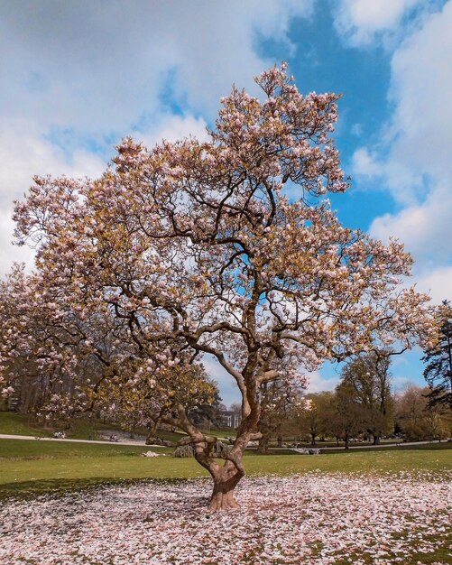 Foto baum gegen den himmel