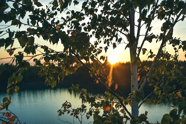 Baum gegen den Sonnenuntergang, die untergehende Sonne durch die Bäume, Sonnenuntergang