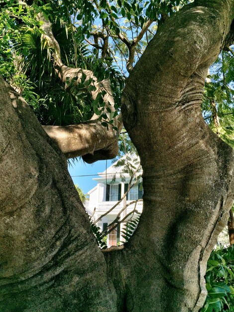 Foto baum gegen gebäude