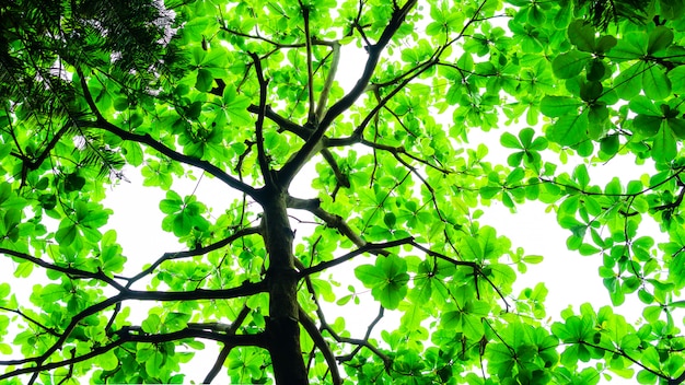 Baum Hintergrund Mit grünen Blättern und Zweigen.