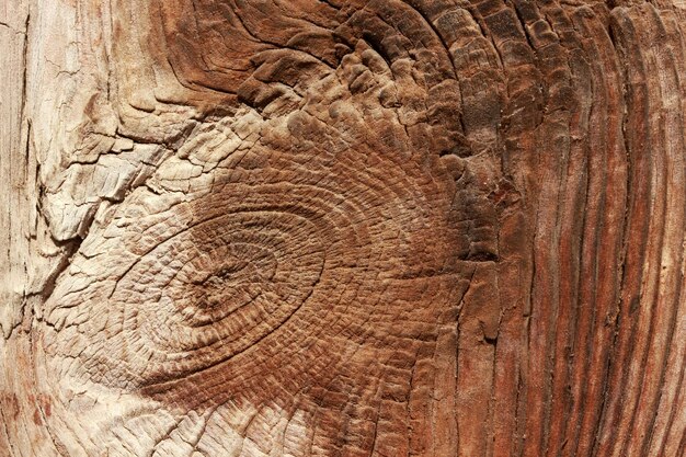 Baum Hintergrund